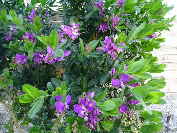 DSC02962 (700x525, 576Kb)