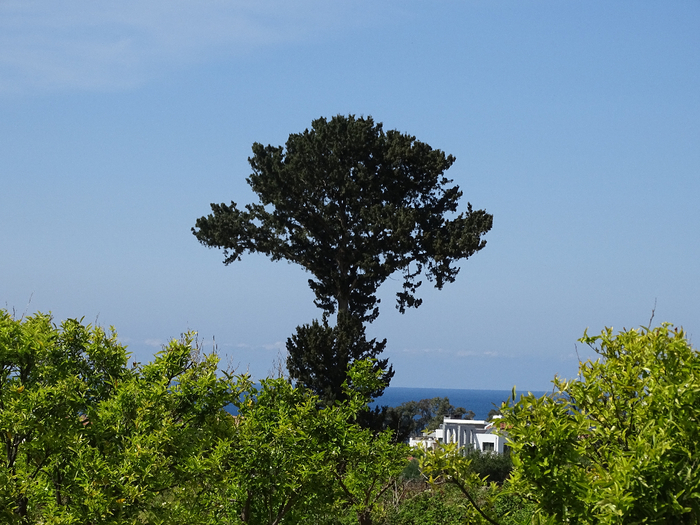 DSC02998 (700x525, 447Kb)