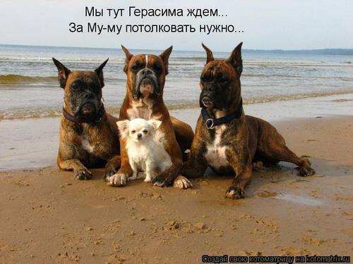 4743317_N9 (500x375, 32Kb)