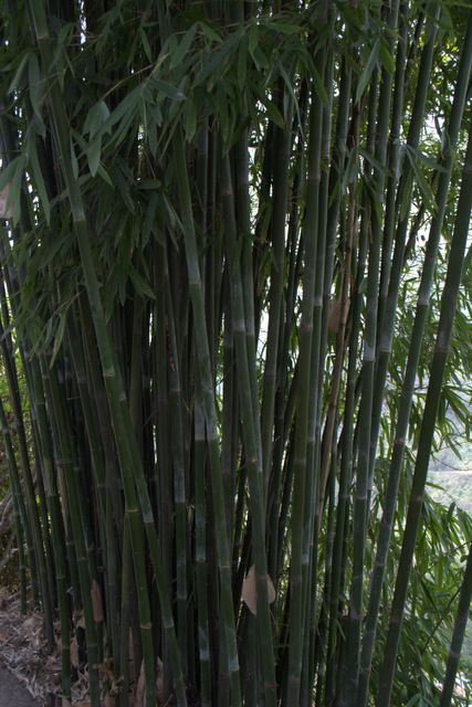 DSC_0175 (427x640, 280Kb)