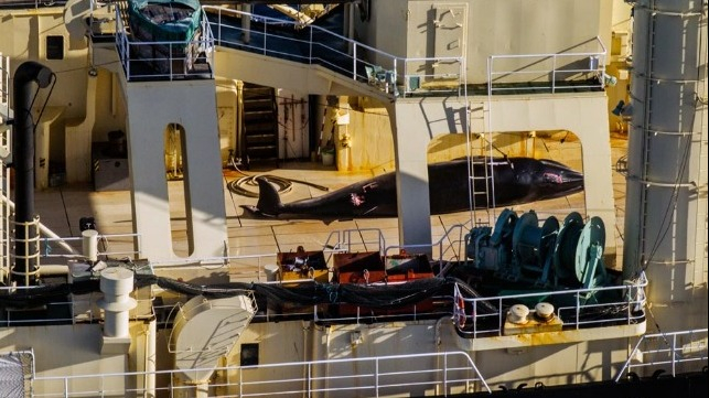 japan-whaling-credit-sea-shepherd_b39e6a (643x361, 230Kb)