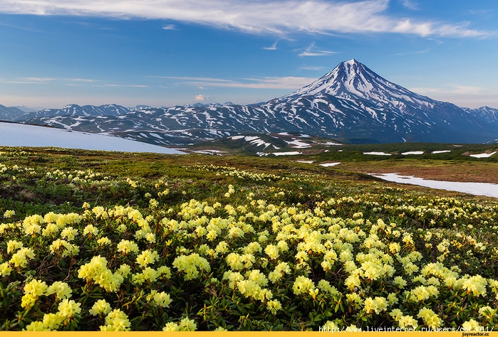 Природа-Камчатка-горы-цветы-1409460 (700x474, 387Kb)