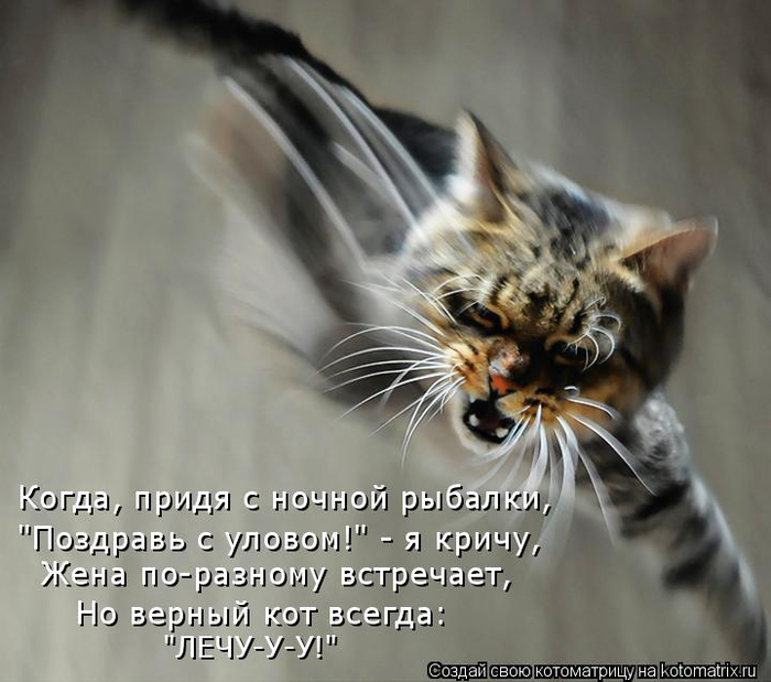 kotomatritsa_mR (700x619, 283Kb)