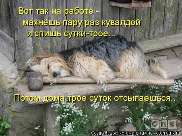 kotomatritsa_T (1) (640x480, 294Kb)