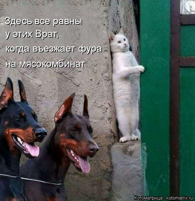 kotomatritsa_y (678x700, 239Kb)