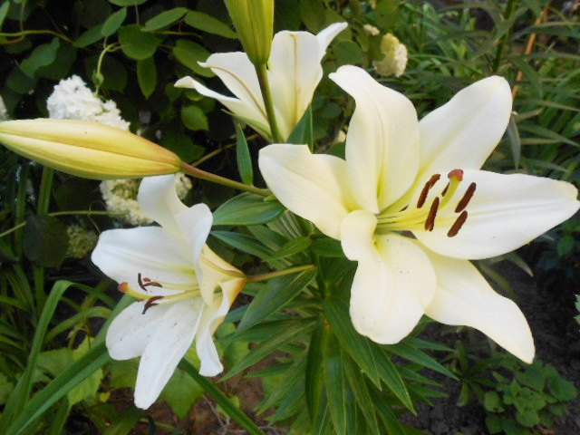 DSCN1723 (640x480, 314Kb)