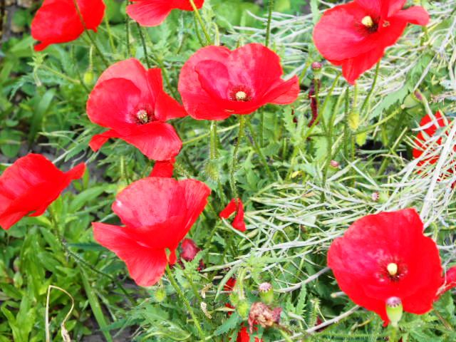 DSCN1672 (640x480, 419Kb)