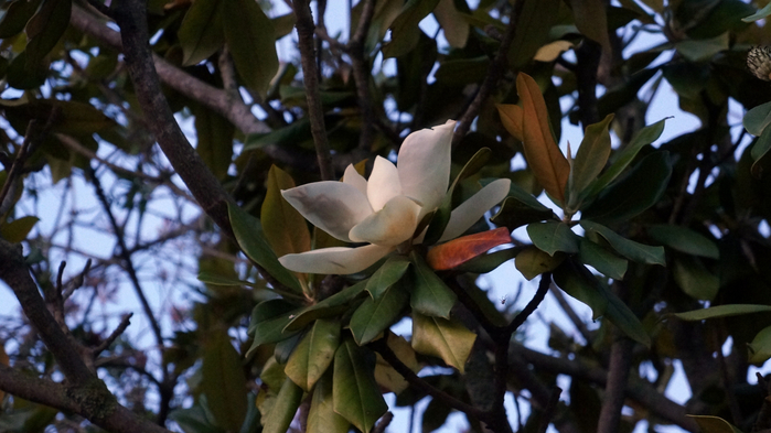 DSC03719 (700x393, 320Kb)