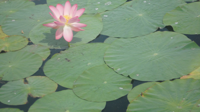 SAM_2187 (700x393, 256Kb)