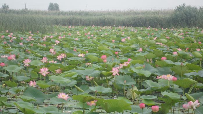 SAM_2199 (700x393, 360Kb)