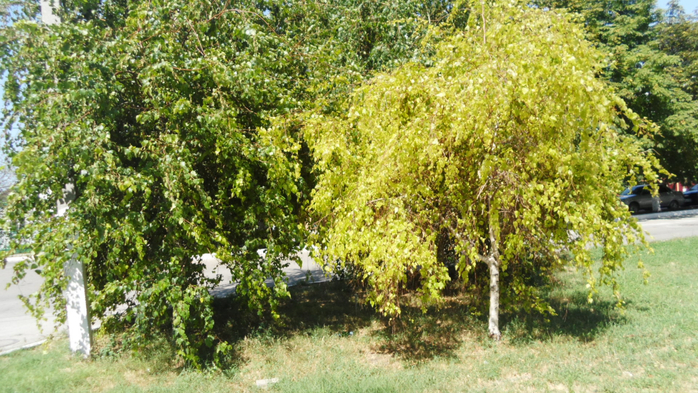 SAM_2375 (700x393, 481Kb)