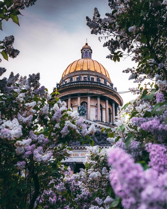 Цветущий петербург фото