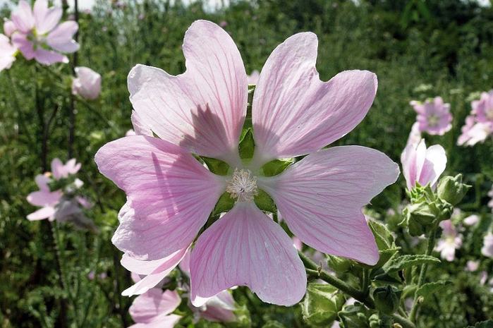 Хатьма тюрингенская Lavatera