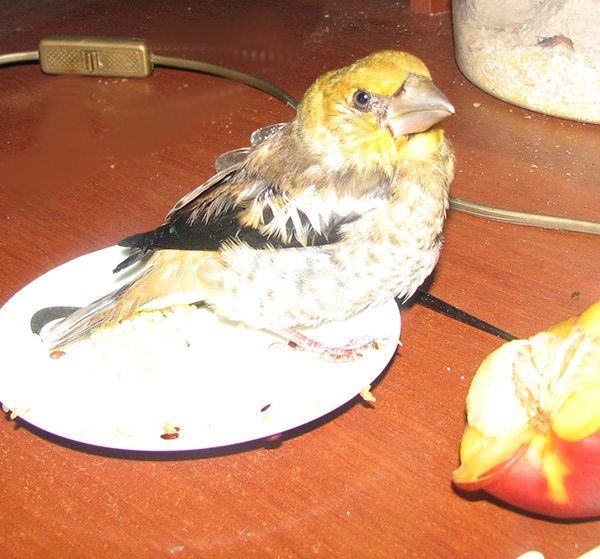 6274327_IMG_0967 (600x559, 168Kb)