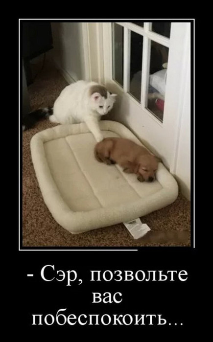4743317_image43 (435x700, 50Kb)