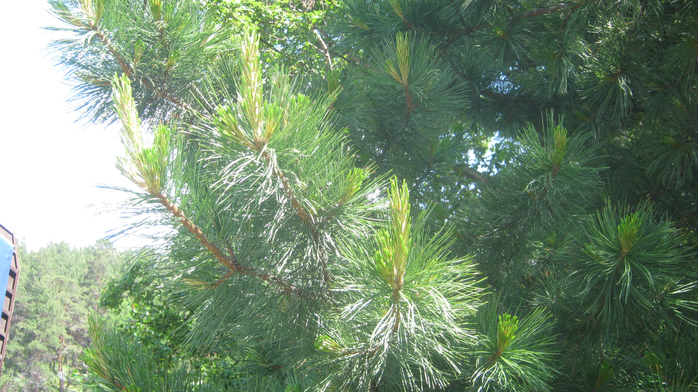 IMG_4106 (700x392, 456Kb)