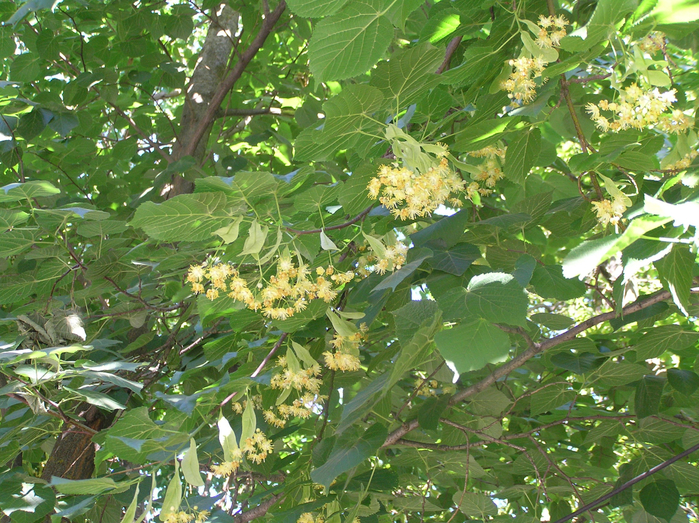 P6030024 (700x523, 614Kb)