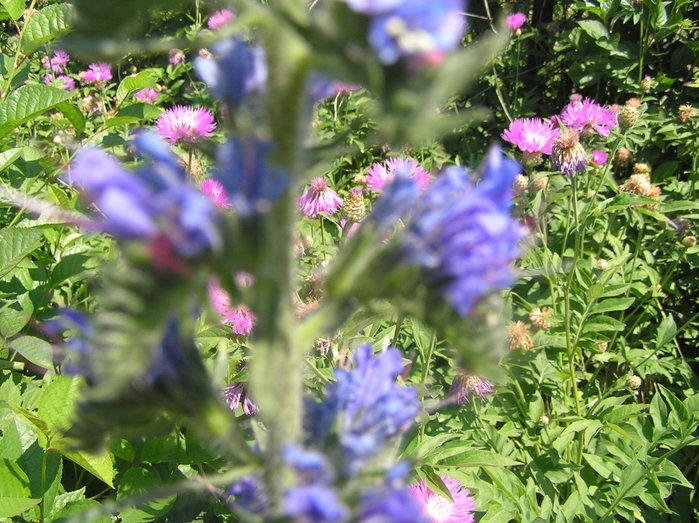 P6080022 (700x523, 557Kb)