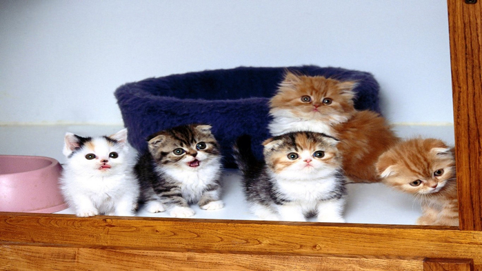 У маши живут 5 котят. 5 Котят. Котики 5 штук. Пятеро котят. Пять котят фото.