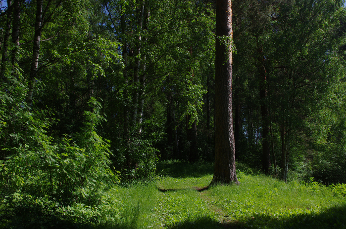 IMGP6646 (700x464, 592Kb)