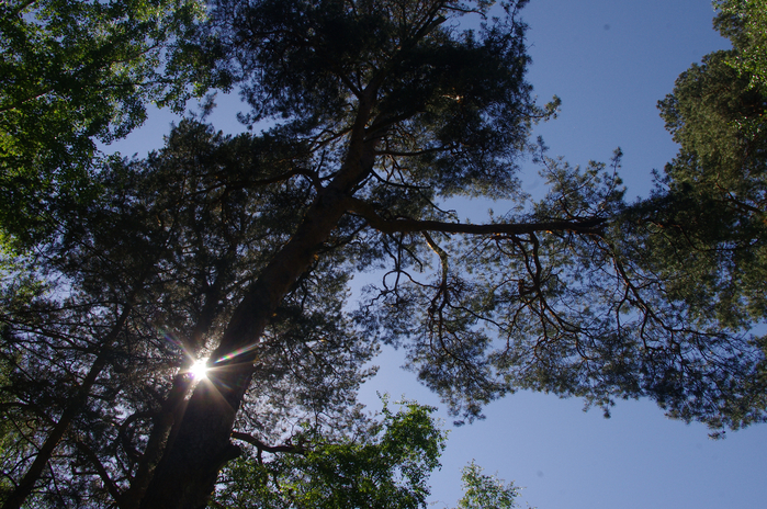 IMGP6648 (700x464, 557Kb)