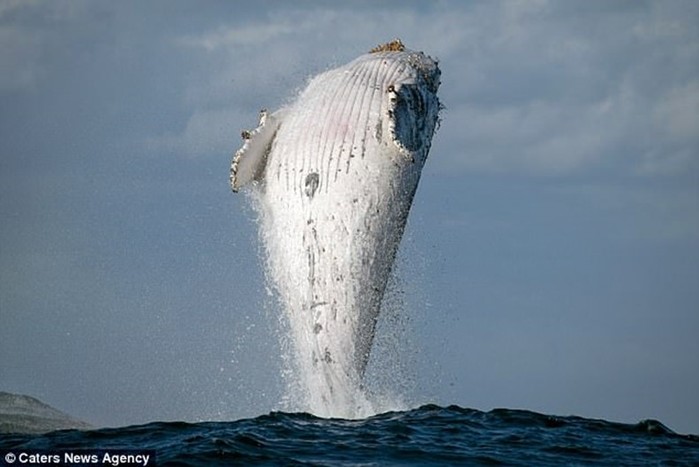 Фотограф дикой природы снял прыжок 20 тонного кита у побережья Австралии