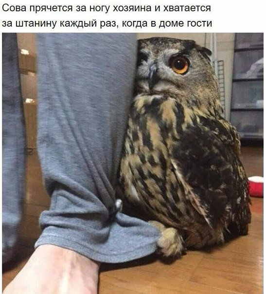 iUbzJwewZ0w (547x604, 220Kb)