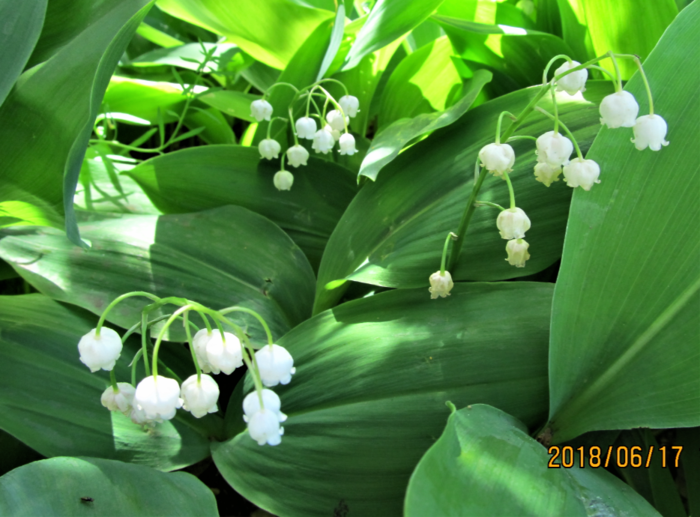 Цветы - ландыши в Шарыпово1 (700x517, 568Kb)