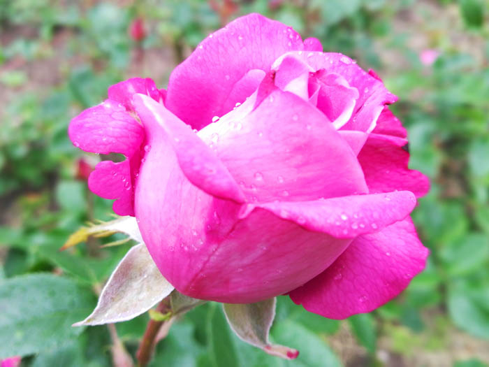 Цветы - розы в Парке Горького от Димы (700x525, 227Kb)