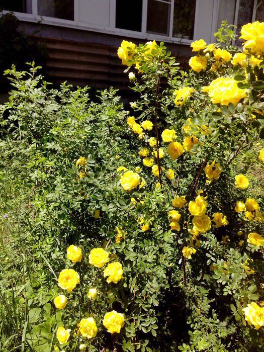Цветы - розы во дворе дома Любы в Есс. (525x700, 538Kb)