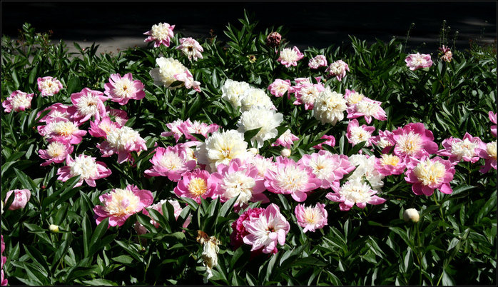 Цветы - пионы в парке Грачевка Москва от Кати (698x402, 347Kb)