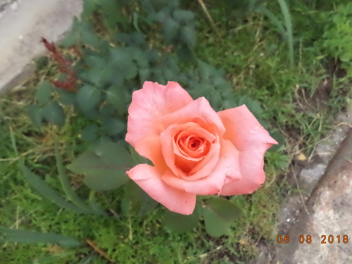 DSC00793 (700x525, 344Kb)