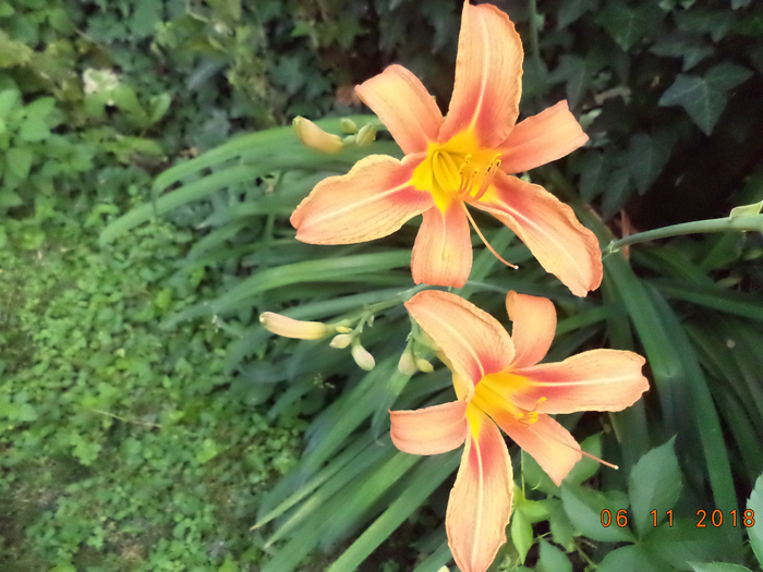 DSC00797 (700x525, 404Kb)