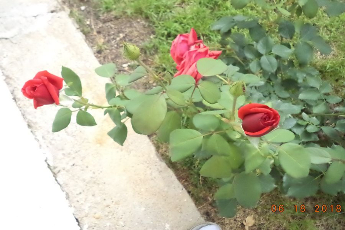 DSC00800 (700x466, 286Kb)