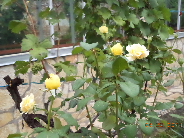 DSC00806 (700x525, 414Kb)
