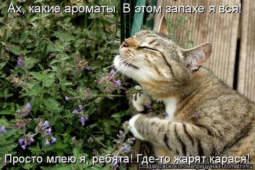4743317_321754 (500x333, 47Kb)