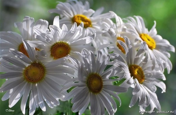 1280393811_1-27 (600x393, 57Kb)