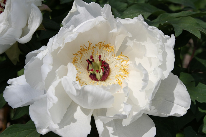 peony-3409841_960_720 (700x466, 268Kb)