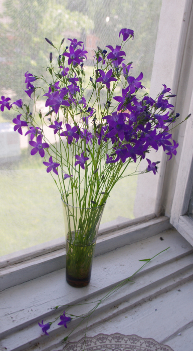 IMGP6763 (385x700, 393Kb)