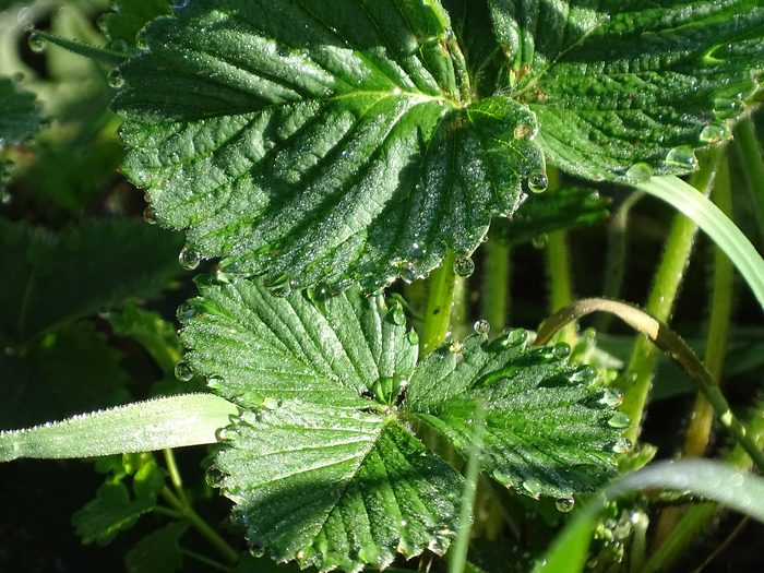 DSC03858 (700x525, 526Kb)