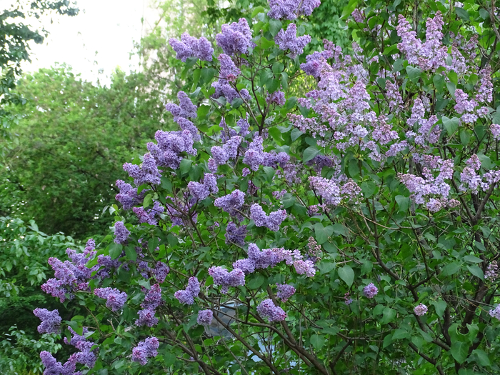 DSC03925 (700x525, 619Kb)