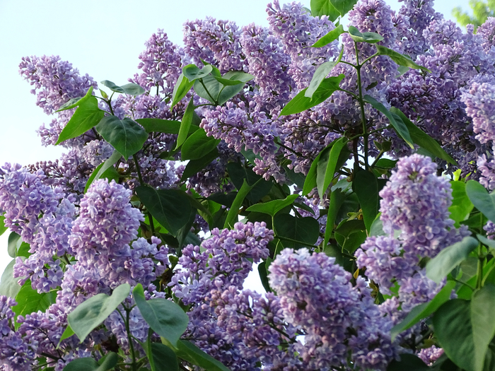 DSC03947 (700x525, 549Kb)