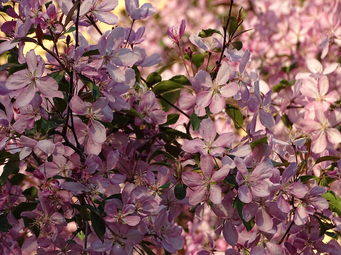 DSC03955 (700x525, 520Kb)