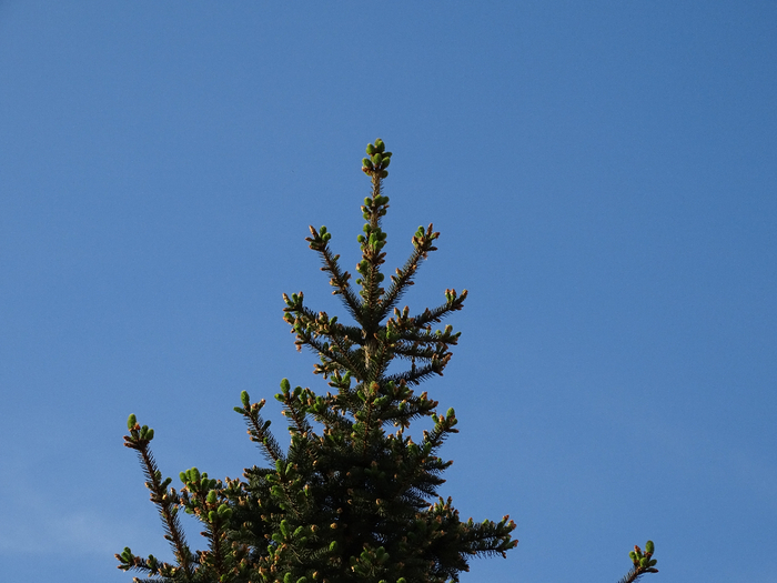 DSC03970 (700x525, 314Kb)