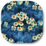  откр.ромашки (330x330, 66Kb)