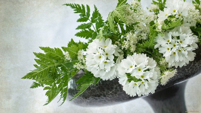 cvety-raznye-vmeste-primula-paporotnik-734274 (700x393, 125Kb)