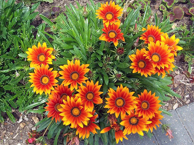 gazania4a (630x473, 107Kb)