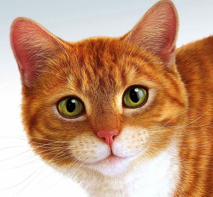koshka-32 (700x646, 83Kb)