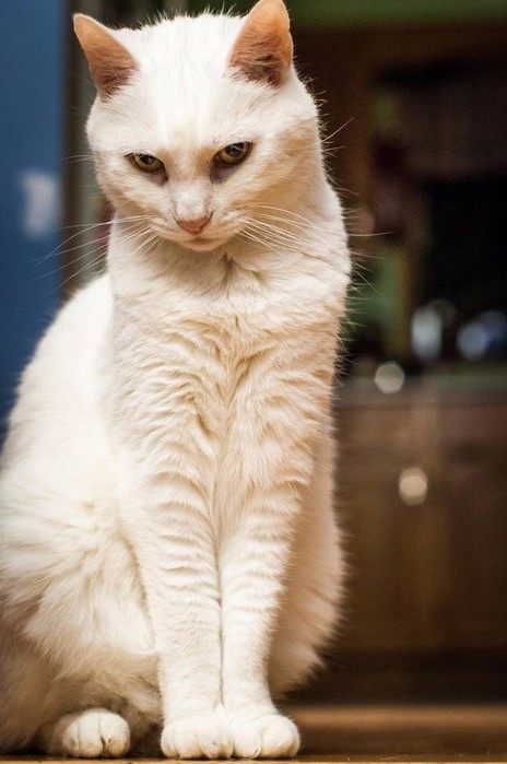 image (8) (464x700, 70Kb)