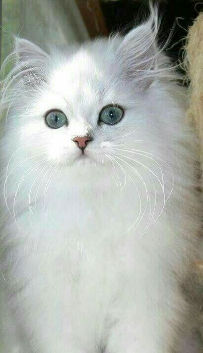 f34aa84e6e31c8a2bf6360807b8c0c90 (403x700, 38Kb)
